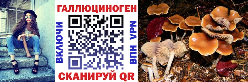 Псилоцибиновые грибы Magic Shrooms  KRAKEN онион  дарк нет телеграм  Почеп 